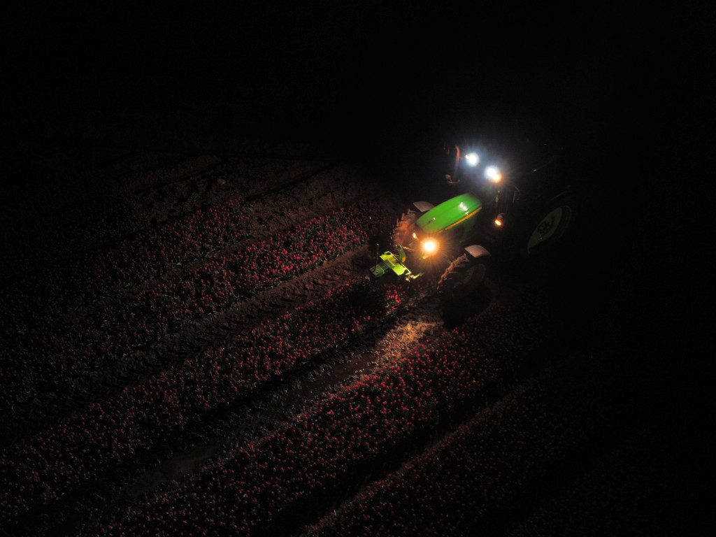 Tulpenveld met daarin een tractor die met koplampen tulpen beschijnt